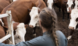 Certificat de Spécialisation Conduite d’un élevage en BOVIN VIANDE