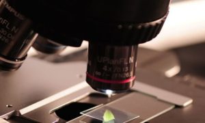 2nde GT - Option Biotechnologie et Laboratoire