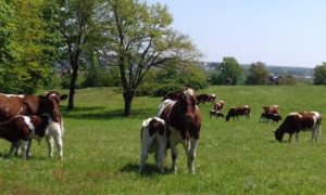 Bac Pro CGEA - Conduite et Gestion de l'Entreprise Agricole