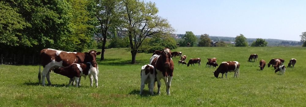 Bac Pro CGEA - Conduite et Gestion de l'Entreprise Agricole