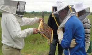 Bac Techno  STAV "Aménagement" - Sciences et Technologies de l'Agronomie et du Vivant