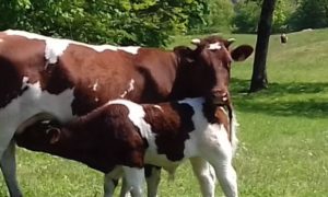 Bac Techno STAV "Production" - Sciences et Technologies de l’Agronomie et du Vivant