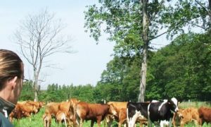 LICENCE PRO Commerce et conseil en Productions Animales -  PA