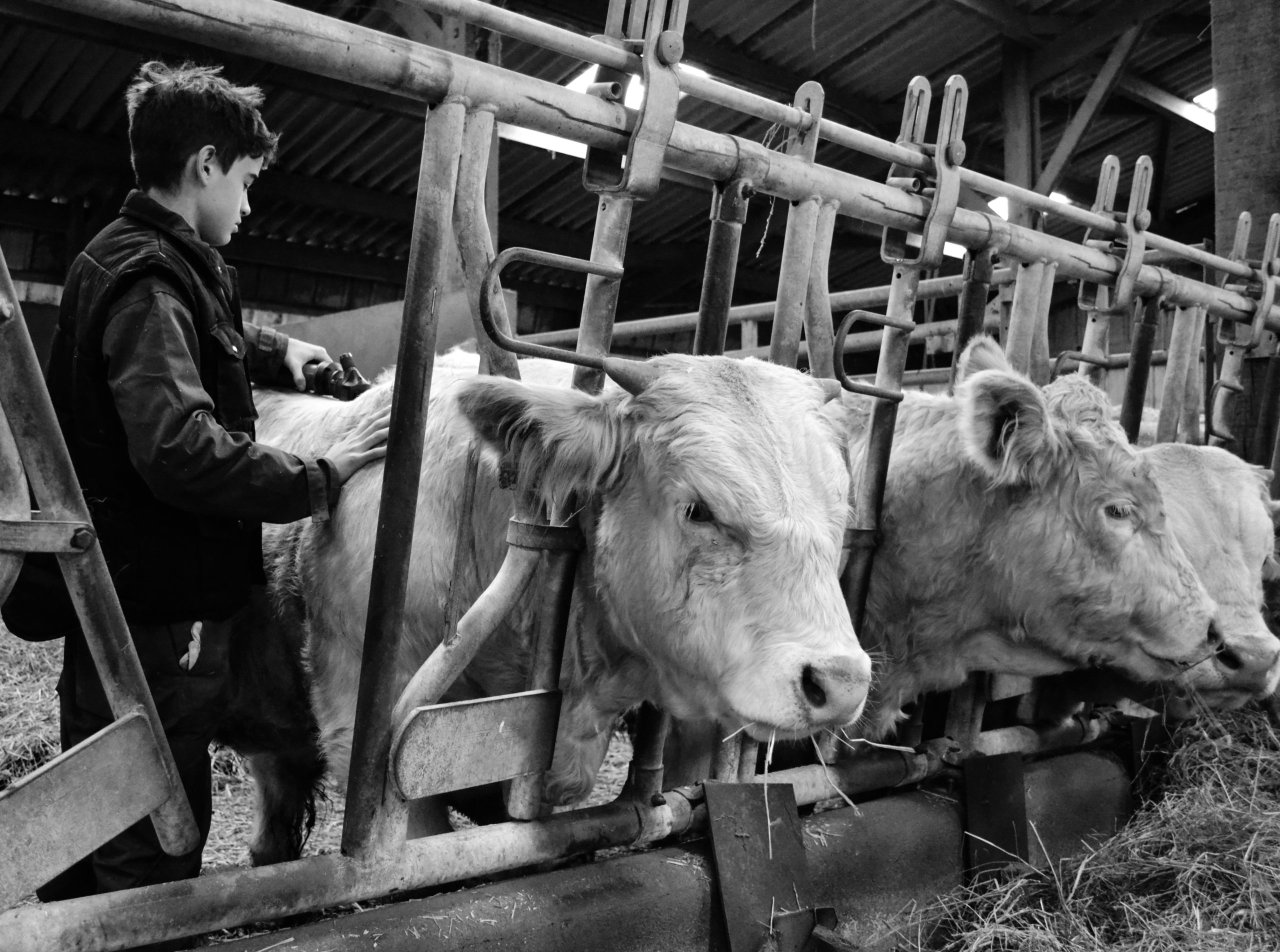 jeune avec taureau - Copie