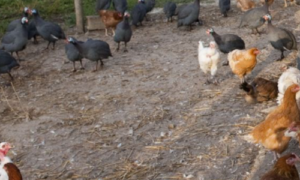 Certificat de Spécialisation "Conduite d'un élevage avicole"